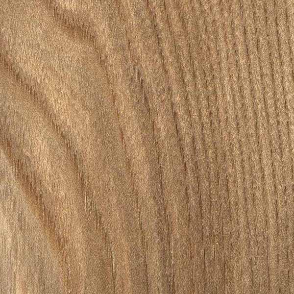 Elm